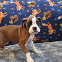Blaze, a male Boxer for sale in West Plains, MO – 3 of 10