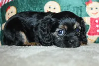 processed/f773a453-78cb-4583-a013-593187e16071/listing/2553d122-b7bc-44c0-b11b-7cf04f971886/6d4c6eb6-bce3-4fcd-b64e-00fd33661a84