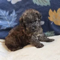 Ripley, a male Yorkipoo and Poodle - Toy  for sale in West Plains, MO – 2 of 6
