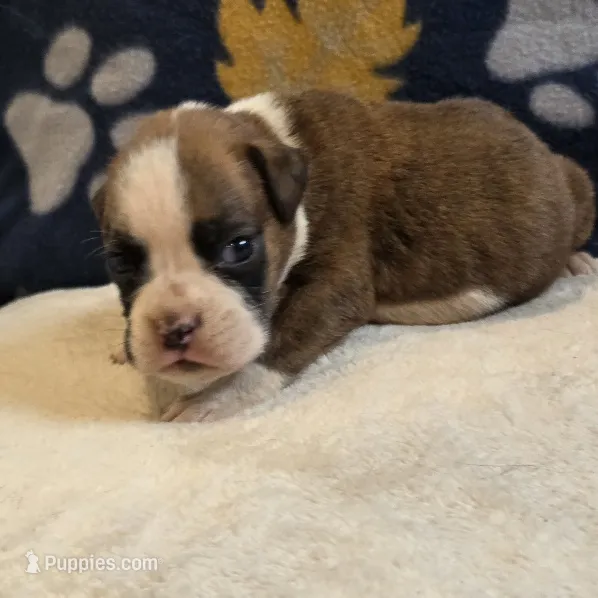 Roco – Boxer puppy for sale in West Plains, MO