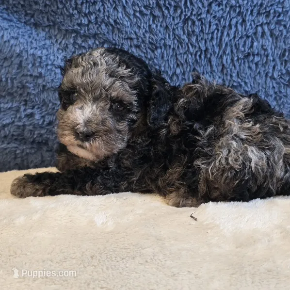 Rio – Poodle - Toy  puppy for sale in West Plains, MO