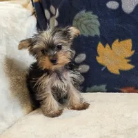 Queen, a female Yorkshire Terrier for sale in West Plains, MO – 9 of 10