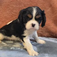 Charm, a female Cavalier King Charles Spaniel for sale in West Plains, MO – 3 of 6