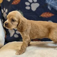 Sierra, a female Cocker Spaniel for sale in West Plains, MO – 6 of 6