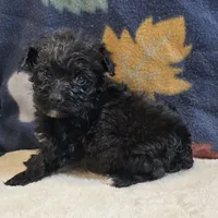 Lil Bear, a male Yorkipoo and Poodle - Toy  for sale in West Plains, MO – 2 of 6