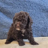 Azara, a female Poodle - Toy  for sale in West Plains, MO – 5 of 7