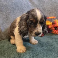 Cosmo, a male Cocker Spaniel for sale in West Plains, MO – 4 of 6