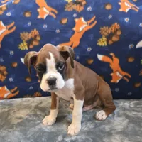 Blaze, a male Boxer for sale in West Plains, MO – 2 of 10