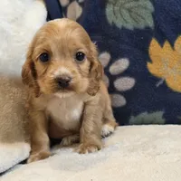 Pebbles, a female Cocker Spaniel for sale in West Plains, MO – 5 of 6