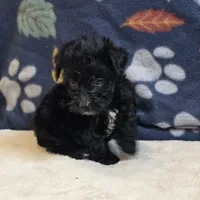 Freya, a female Yorkipoo and Poodle - Toy  for sale in West Plains, MO – 2 of 6