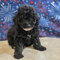 Olsen, a male Poodle - Toy  for sale in West Plains, MO – 4 of 10