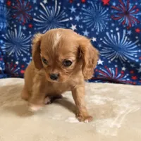 Rugby, a male Cavalier King Charles Spaniel for sale in West Plains, MO – 2 of 9