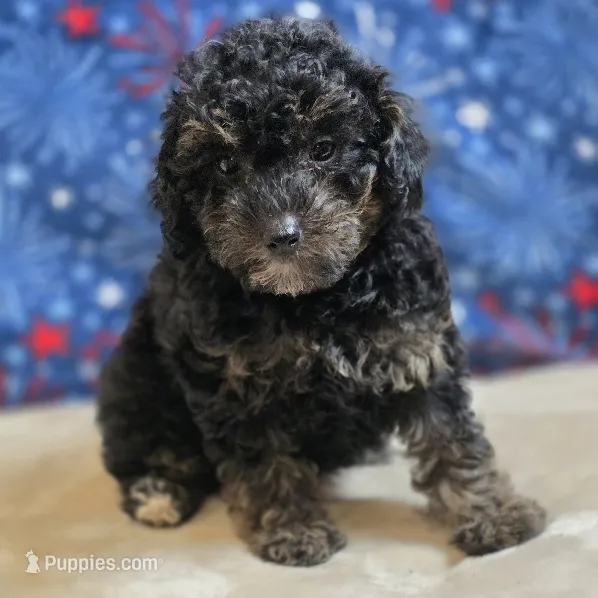Reta – Poodle - Toy  puppy for sale in West Plains, MO