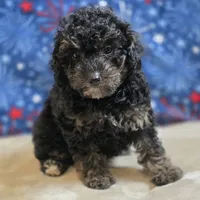 Reta, a female Poodle - Toy  for sale in West Plains, MO – 1 of 10