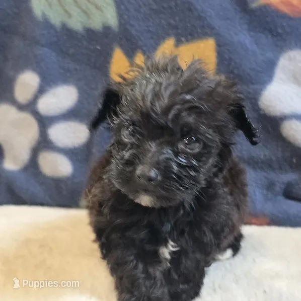 Lil Bear – Yorkipoo, Poodle - Toy  puppy for sale in West Plains, MO
