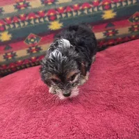 Seth, a male Cockapoo and Cocker Spaniel for sale in West Plains, MO – Photo 3 of 4