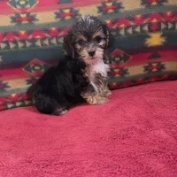 Seth, a male Cockapoo and Cocker Spaniel for sale in West Plains, MO – Photo 2 of 4