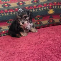 Seth, a male Cockapoo and Cocker Spaniel for sale in West Plains, MO – Photo 4 of 4