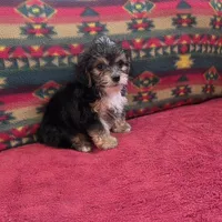 Seth, a male Cockapoo and Cocker Spaniel for sale in West Plains, MO – Photo 1 of 4