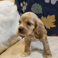 Sierra, a female Cocker Spaniel for sale in West Plains, MO – 3 of 6