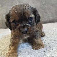 Sammy, a male Cocker Spaniel for sale in West Plains, MO – Photo 1 of 2