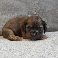Sammy, a male Cocker Spaniel for sale in West Plains, MO – Photo 2 of 2