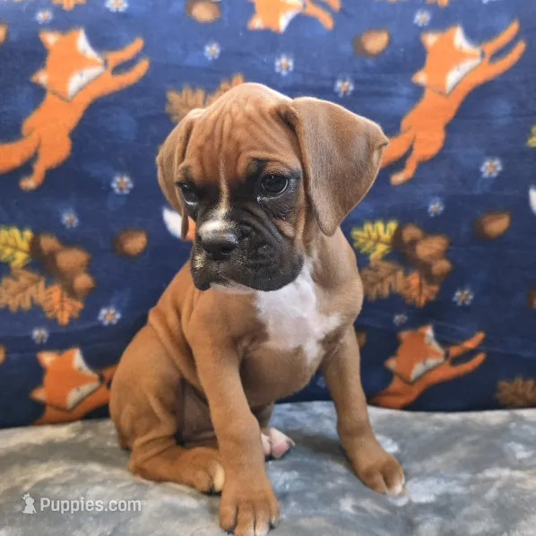 Pearl – Boxer puppy for sale in West Plains, MO
