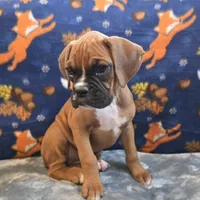 Pearl, a female Boxer for sale in West Plains, MO – 1 of 10