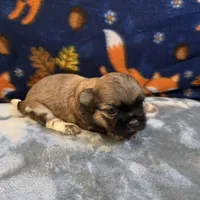 Jetta, a female Shih Tzu for sale in West Plains, MO – 3 of 6