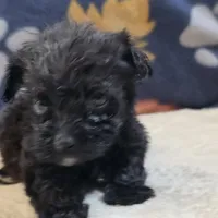 Lil Bear, a male Yorkipoo and Poodle - Toy  for sale in West Plains, MO – 3 of 6