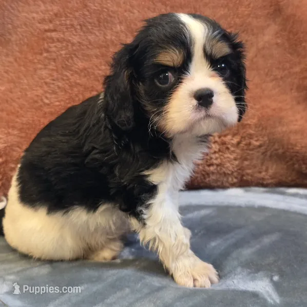 Charlie – Cavalier King Charles Spaniel puppy for sale in West Plains, MO