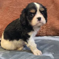 Charlie, a male Cavalier King Charles Spaniel for sale in West Plains, MO – 1 of 6