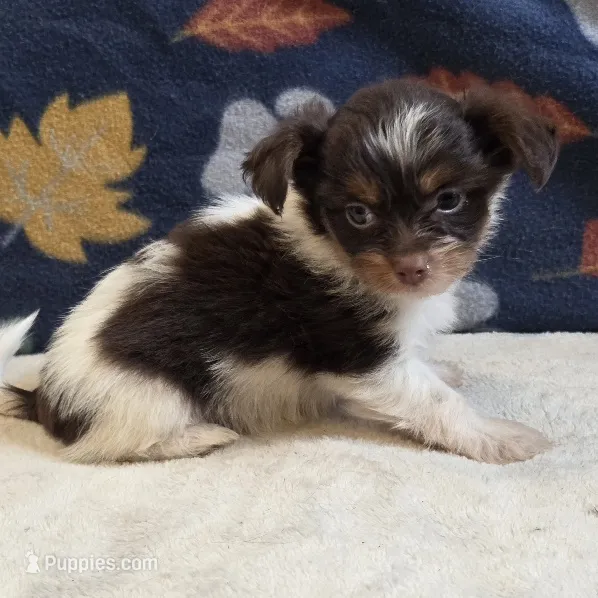 Astrid – Shorkie puppy for sale in West Plains, MO