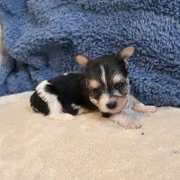 Ginger, a female Yorkshire Terrier for sale in West Plains, MO – 5 of 7