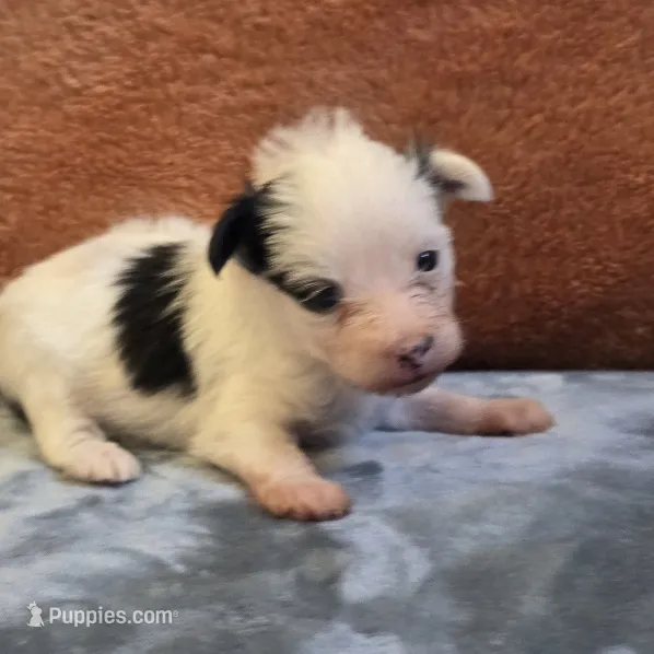 Puddin – Yorkipoo puppy for sale in West Plains, MO