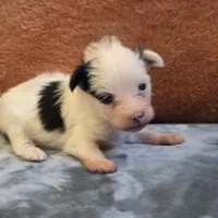 Puddin, a female Yorkipoo for sale in West Plains, MO – 1 of 5