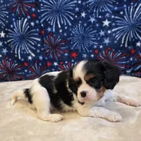 Alta, a female Cavalier King Charles Spaniel for sale in West Plains, MO – 4 of 7