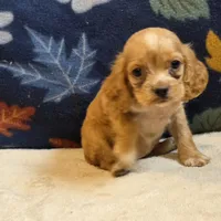 Peaches , a female Cocker Spaniel for sale in West Plains, MO – 2 of 6