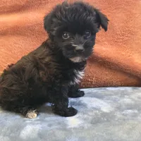 Co Co , a female Yorkipoo for sale in West Plains, MO – 5 of 6