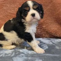 Hank, a male Cavalier King Charles Spaniel for sale in West Plains, MO – 4 of 6