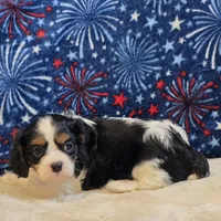 Greta, a female Cavalier King Charles Spaniel for sale in West Plains, MO – 5 of 7