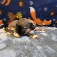 Jetta, a female Shih Tzu for sale in West Plains, MO – 6 of 6