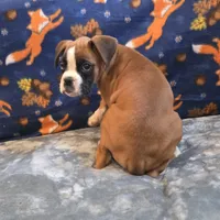 Carmine, a female Boxer for sale in West Plains, MO – 2 of 10