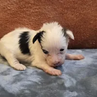 Puddin, a female Yorkipoo for sale in West Plains, MO – 2 of 5