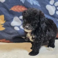Diva, a female Yorkipoo and Poodle - Toy  for sale in West Plains, MO – 5 of 6