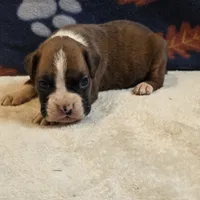 Ranger, a male Boxer for sale in West Plains, MO – 5 of 5