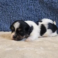 Vega, a male Shorkie for sale in West Plains, MO – 5 of 7