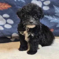 Diva, a female Yorkipoo and Poodle - Toy  for sale in West Plains, MO – 3 of 6