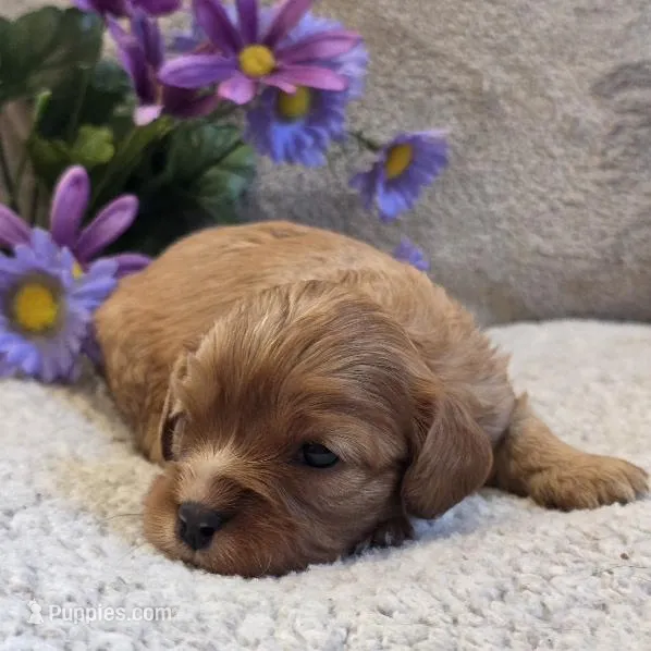 Beauty – Cavalier King Charles Spaniel puppy for sale in West Plains, MO