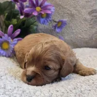 Beauty, a female Cavalier King Charles Spaniel for sale in West Plains, MO – 1 of 5